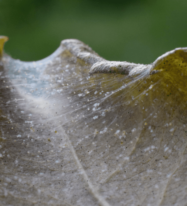 Early Signs Of Spider Mites Strobert Tree Services