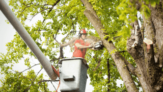Tree Removal Services - Strobert Tree