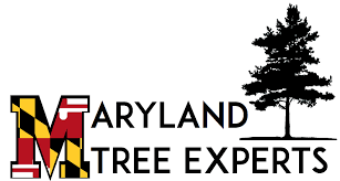 Certified Tree care