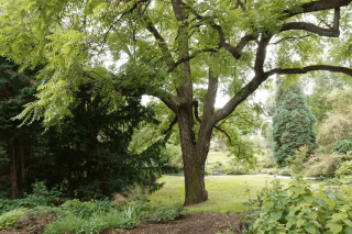 black-walnut-identification-removal-5197488-09-d75b66ea107f4982938e9002050b905d-b277bfbbaf994896be7e985a8bd9651b.webp