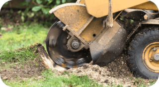 Stump Grinding in Pottstown, PA - Image of stump grinder tearing a stump into shreds