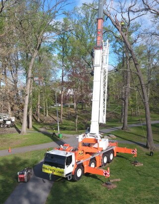 Strobert Tree Services' Large Crane Tree Removal in Philadelphia Mainline, PA