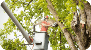 Tree Trimming in Berwyn, PA - image of aborist in bucket truck trimming a tree with a chainsaw
