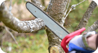 Tree Pruning in Newtown Square - Image of arborist pruning a tree with a chainsaw