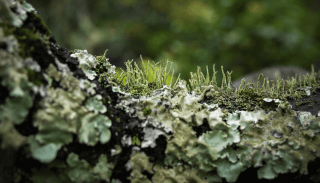 How to Treat Lichen on Trees.png