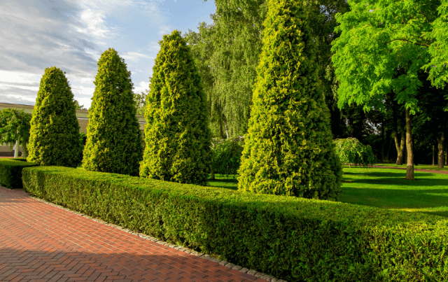 What is the Best Time to Trim Arborvitae Trees?