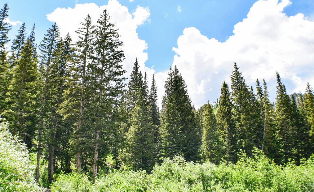 Fertilizing Pine Trees Strobert Tree Services