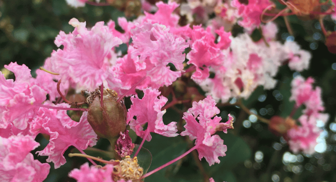 How to Prune Crape Myrtles Strobert Tree Services