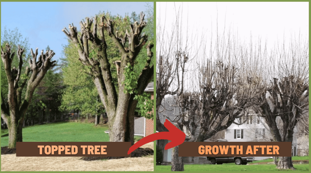 What is Tree Topping? Strobert Tree Services