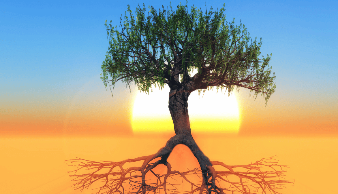 Hot Weather Tree Care Strobert Tree Services