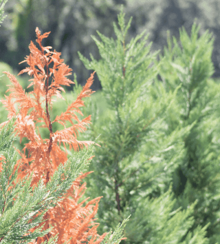 cypress trees dying from temperature changes.png