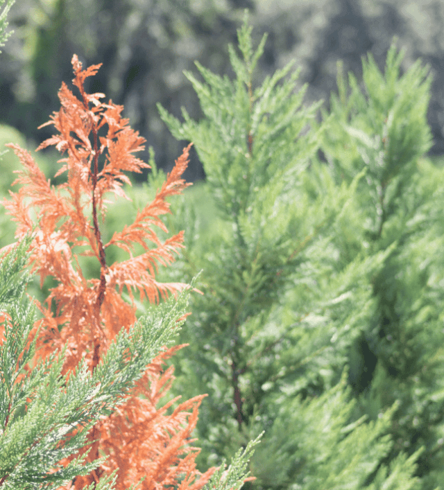 Treatment For Leyland Cypress Turning Brown Strobert Tree Services