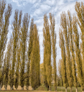 cypress trees brown from drought.png