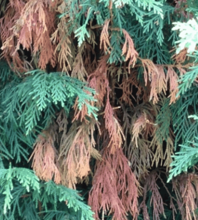 Treatment For Leyland Cypress Turning Brown Strobert Tree Services