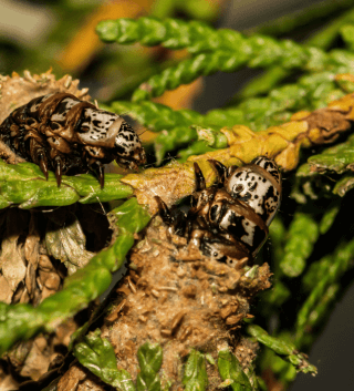 bagworm on leyland cypress.png