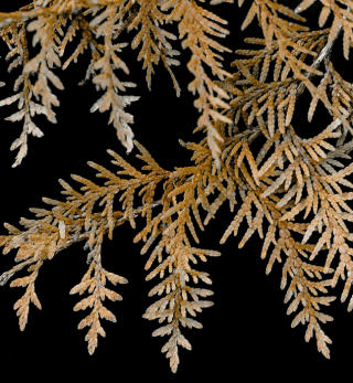 blight disease on leyland cypress.png