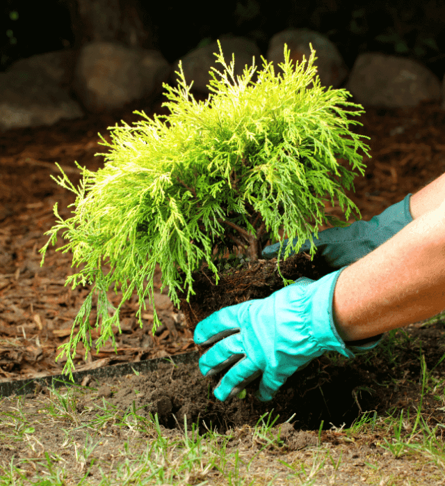 Treatment For Leyland Cypress Turning Brown | Strobert Tree Services