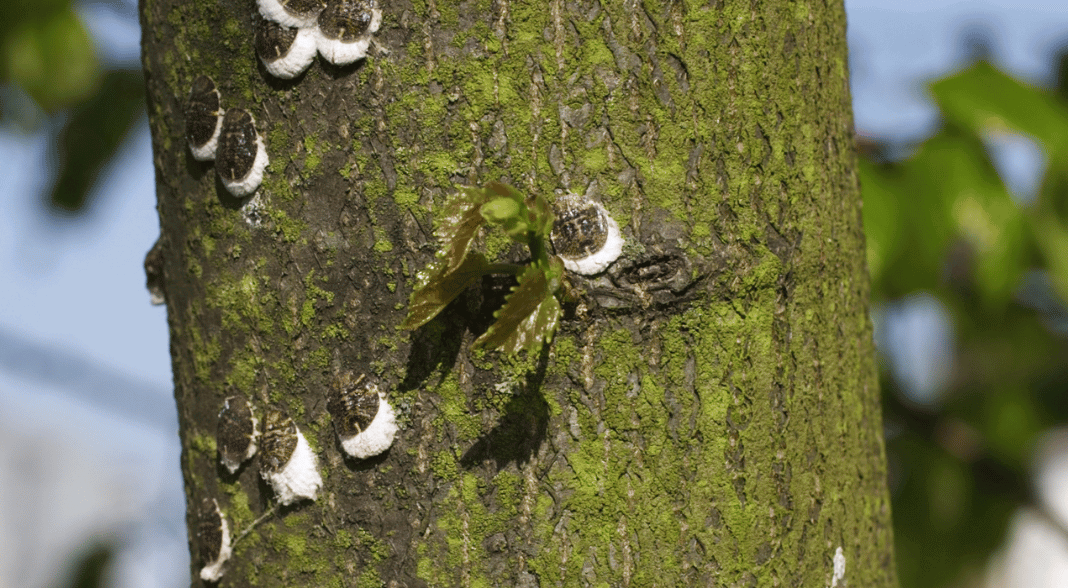 How to Get Rid of Scale on Trees Strobert Tree Services