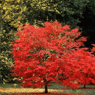 Upright Japanese Maples.png