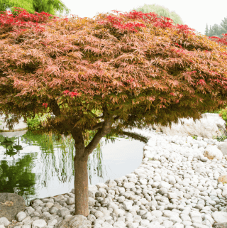 Laceleaf Japanese Maples.png