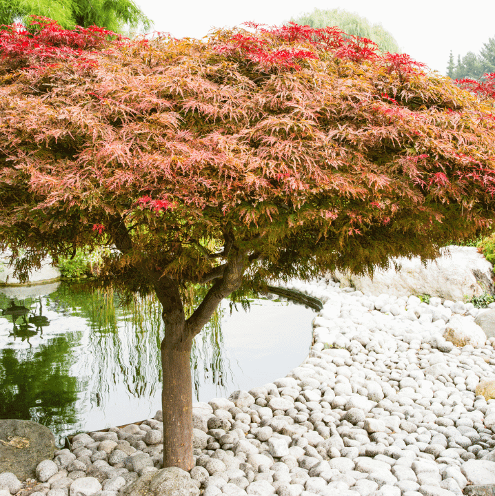 Pruning a Japanese Maple Strobert Tree Services