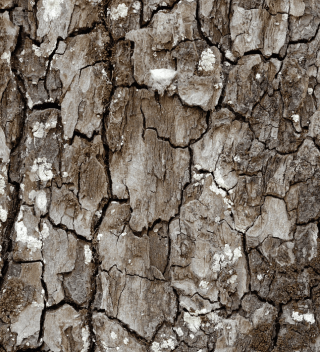 split bark on dying tree.png