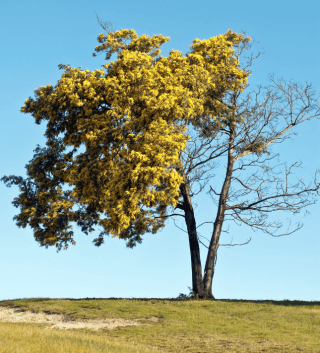 dying tree losing leaves .png