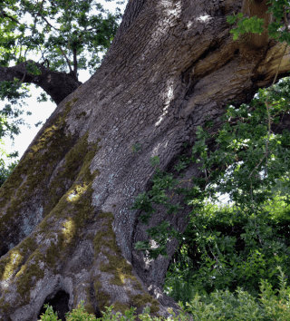 leaning tree.png