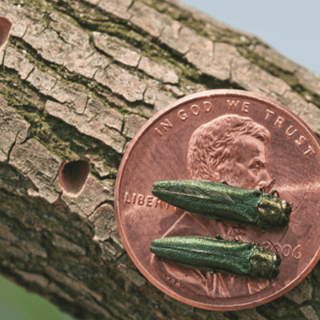 D Shaped Exit Holes The EAB's Signature.png