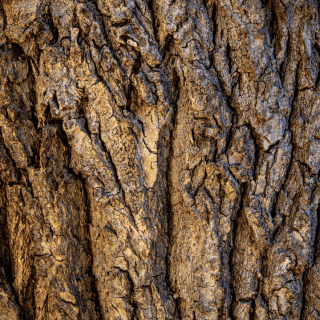 tree bark splitting.png