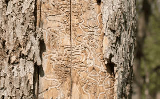 Identifying Emerald Ash Borer Signs.png