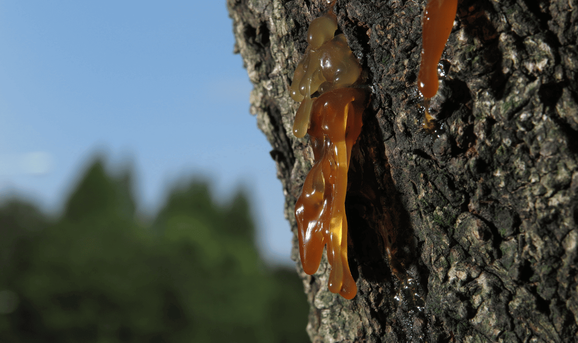 Sticky Liquid Oozing Out of Trees Strobert Tree Services