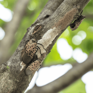 Spotted Lanternfly Eggs.png