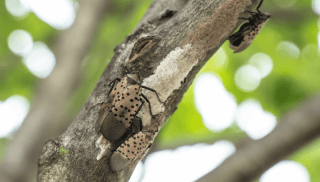 spotted lanternfly.png