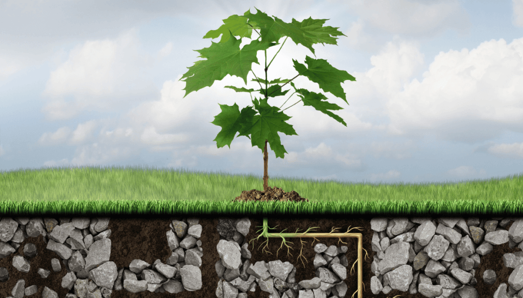 Tree Growth Regulator Strobert Tree Services