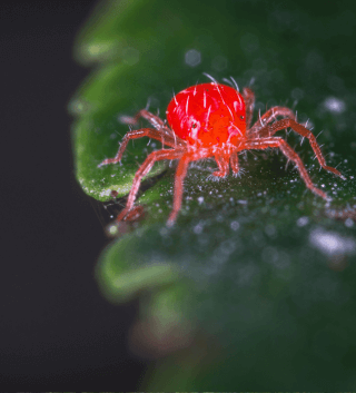 What do Spider Mites Look Like.png