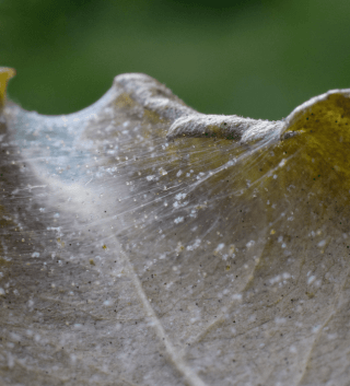 leaf curling caused by spider mites.png