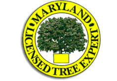 Maryland Licensed Tree Expert