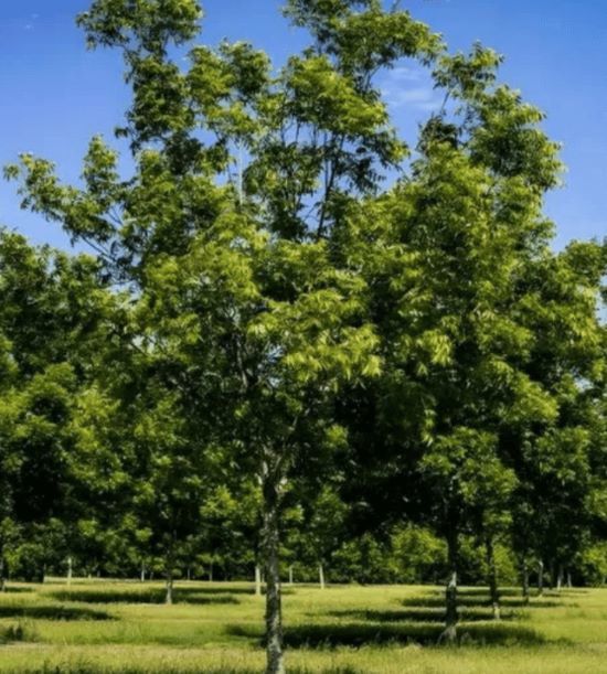A Guide to Delaware's Native Trees Strobert Tree Services