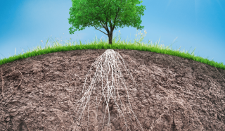 Deep Root Fertilization.png