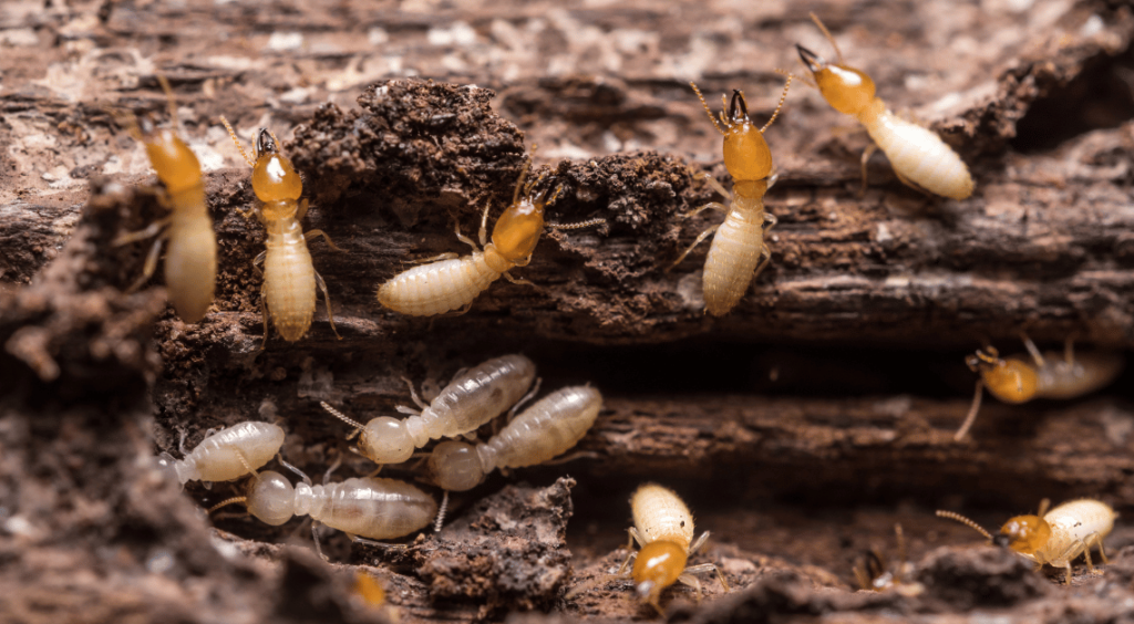 Termites in Trees | Strobert Tree Services