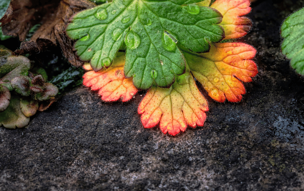 Why Are My Geranium Leaves Turning Yellow? Strobert Tree Services