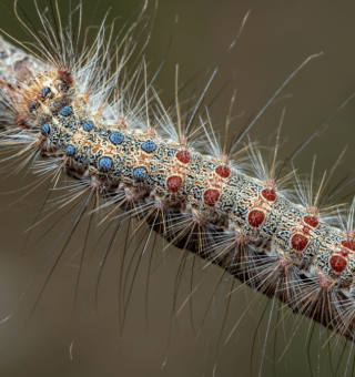 Gypsy Moth Prevention