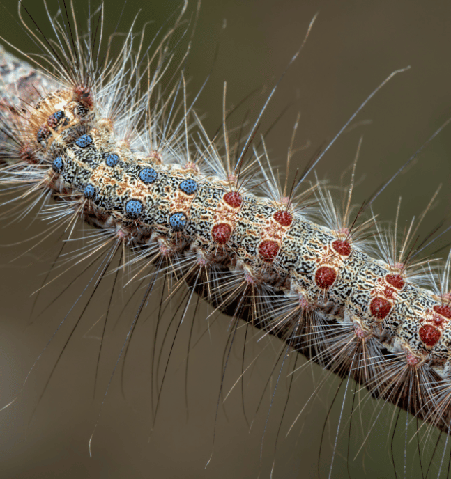 How to Get Rid of Gypsy Moths Strobert Tree Services