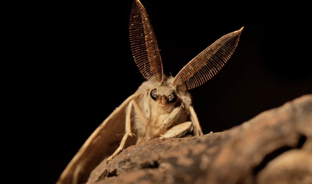 How to Get Rid of Gypsy Moths Strobert Tree Services