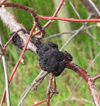 Black Knot Fungus.png