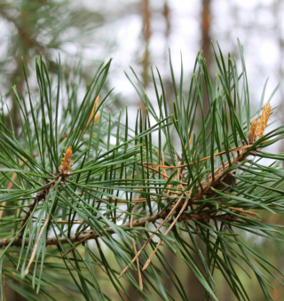 Dothistroma Needle Blight of Pines.png