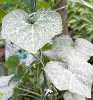 Powdery Mildew.png