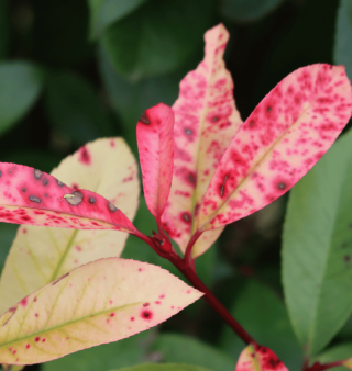 Photinia Leaf Spot.png