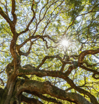 white oak tree.png